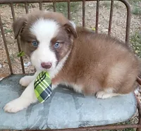 Franklin, a male Australian Shepherd for sale in Sugartown, LA – 5 of 5