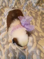 Rylee, a female Australian Shepherd for sale in Sugartown, LA – 3 of 3