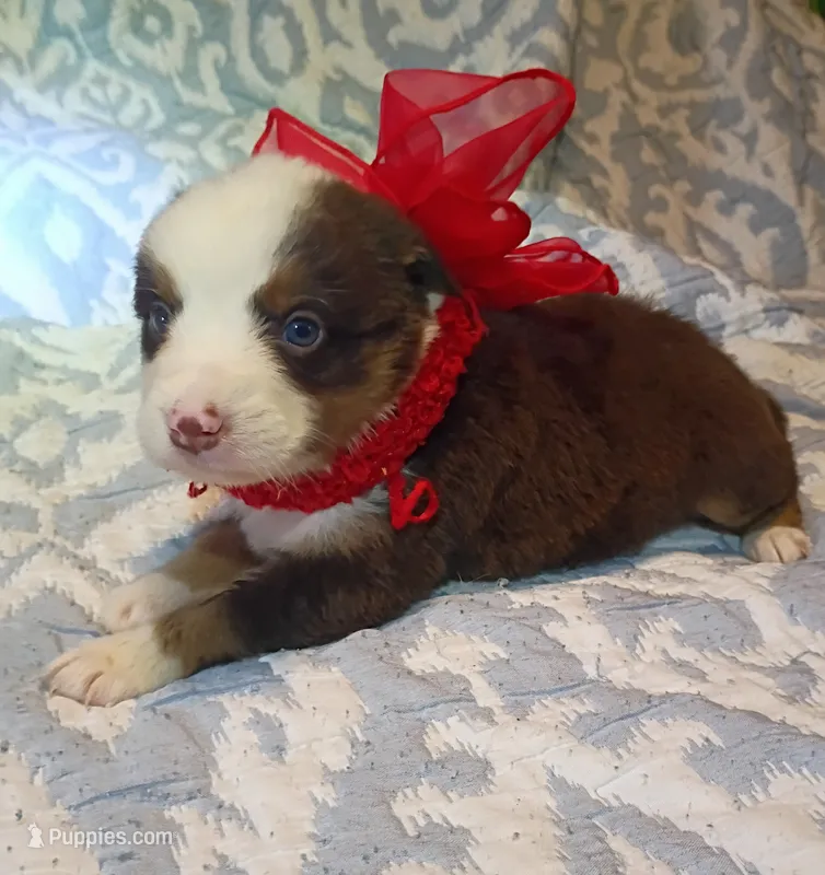 Rossie – Australian Shepherd puppy for sale in Sugartown, LA
