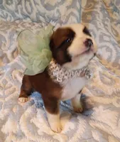 Foxie, a female Australian Shepherd for sale in Sugartown, LA – 4 of 4