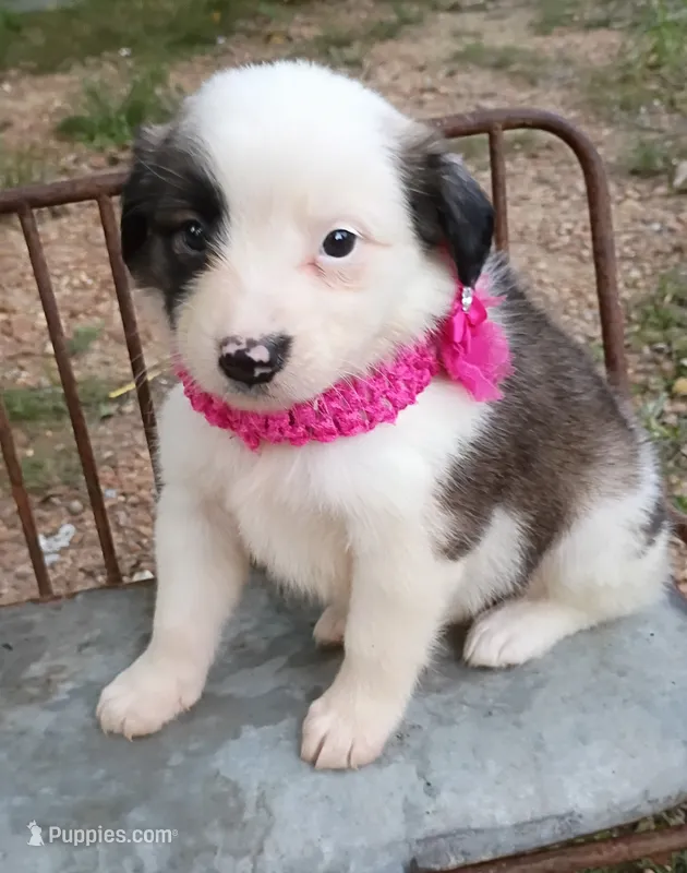 Amelia – Australian Shepherd puppy for sale in Sugartown, LA