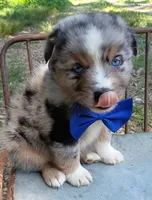   Caplun, a male Miniature Australian Shepherd for sale in Sugartown, LA – 1 of 10