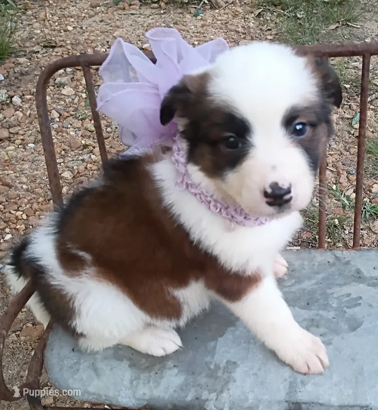 Rylee – Australian Shepherd puppy for sale in Sugartown, LA