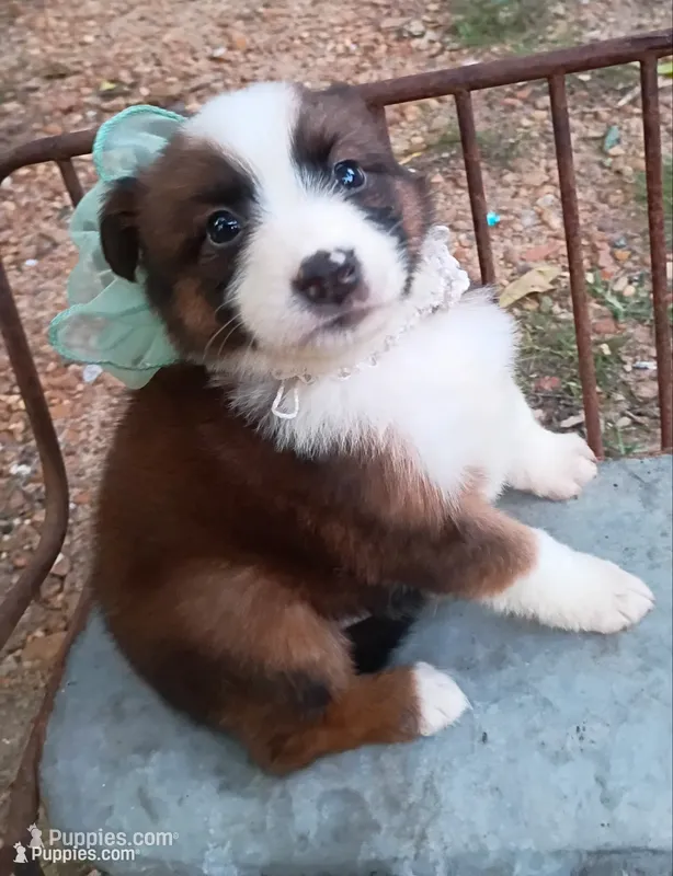 Foxie – Australian Shepherd puppy for sale in Sugartown, LA