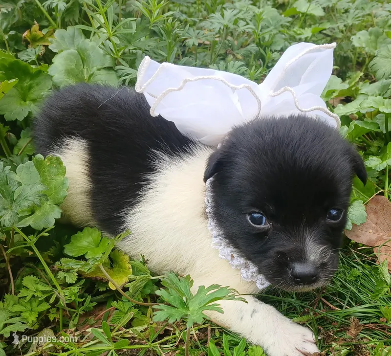 Bailey – Rat Terrier, Australian Shepherd puppy for sale in Sugartown, LA