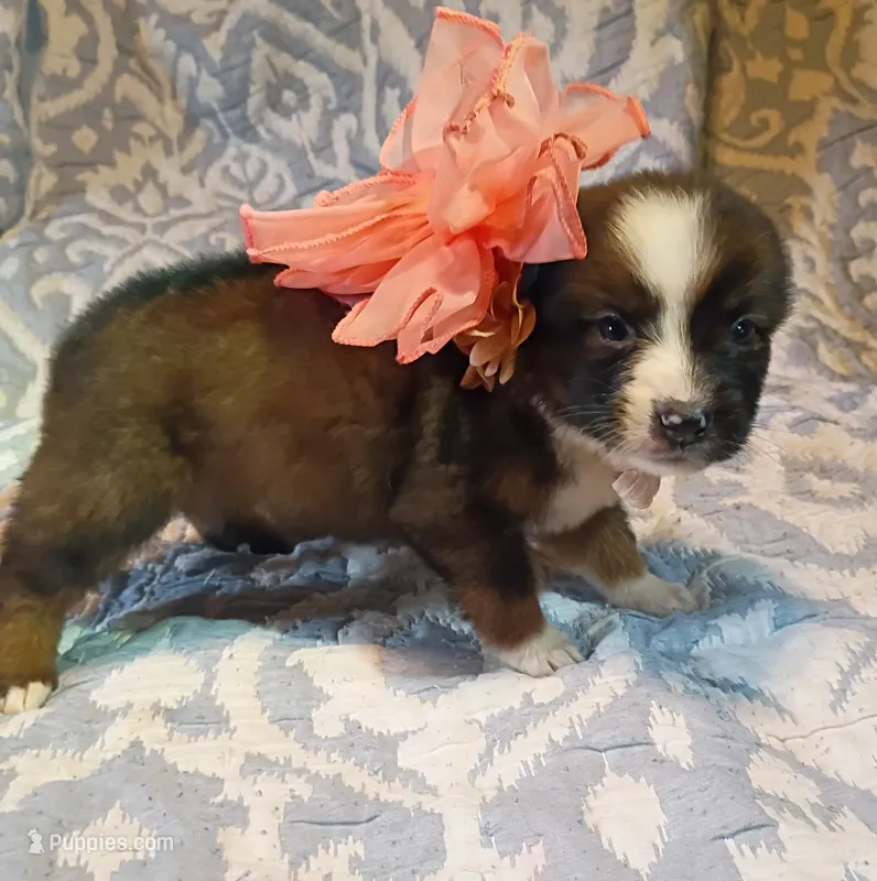 Peaches – Australian Shepherd puppy for sale in Sugartown, LA