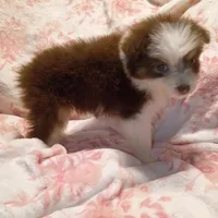 Savannah, a female Miniature Australian Shepherd for sale in Sugartown, LA – Photo 2 of 3