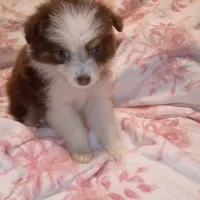 Savannah, a female Miniature Australian Shepherd for sale in Sugartown, LA – Photo 3 of 3
