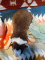 Savannah, a female Miniature Australian Shepherd for sale in Sugartown, LA – Photo 2 of 2