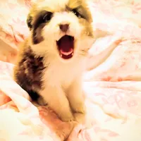 Savannah, a female Miniature Australian Shepherd for sale in Sugartown, LA – Photo 1 of 3