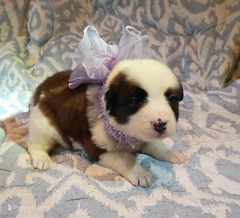 Rylee – Australian Shepherd puppy for sale in Sugartown, LA