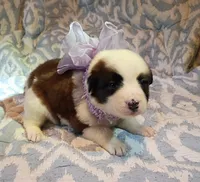 Rylee, a female Australian Shepherd for sale in Sugartown, LA – 1 of 3