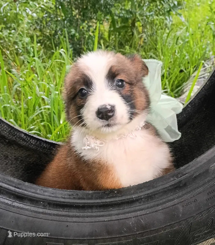 Foxie – Australian Shepherd puppy for sale in Sugartown, LA