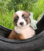 Foxie, a female Australian Shepherd for sale in Sugartown, LA – 1 of 8