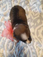 Peaches, a female Australian Shepherd for sale in Sugartown, LA – 2 of 2