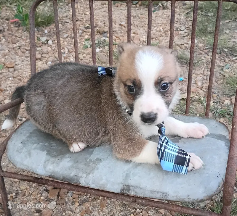 James – Australian Shepherd puppy for sale in Sugartown, LA