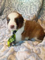 Franklin, a male Australian Shepherd for sale in Sugartown, LA – 2 of 2