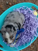   Caplun, a male Miniature Australian Shepherd for sale in Sugartown, LA – 7 of 10
