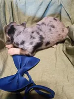   Caplun, a male Miniature Australian Shepherd for sale in Sugartown, LA – Photo 3 of 3