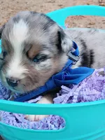   Caplun, a male Miniature Australian Shepherd for sale in Sugartown, LA – 9 of 10
