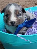   Caplun, a male Miniature Australian Shepherd for sale in Sugartown, LA – 8 of 10
