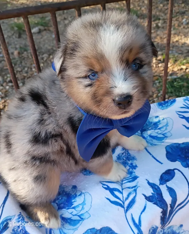   Caplun – Miniature Australian Shepherd puppy for sale in Sugartown, LA