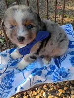   Caplun, a male Miniature Australian Shepherd for sale in Sugartown, LA – 6 of 10