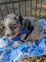   Caplun, a male Miniature Australian Shepherd for sale in Sugartown, LA – 5 of 10