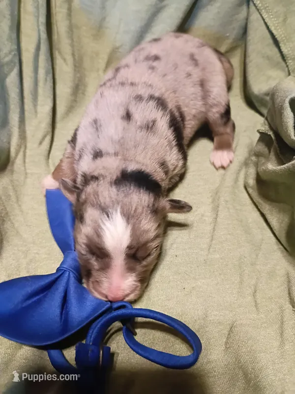   Caplun – Miniature Australian Shepherd puppy for sale in Sugartown, LA