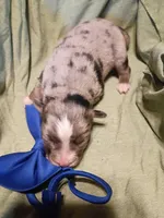   Caplun, a male Miniature Australian Shepherd for sale in Sugartown, LA – Photo 1 of 3