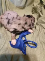   Caplun, a male Miniature Australian Shepherd for sale in Sugartown, LA – Photo 2 of 3