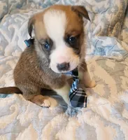 James, a male Australian Shepherd for sale in Sugartown, LA – 3 of 3