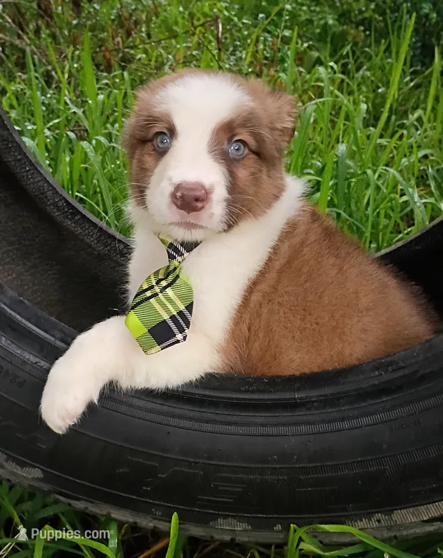 Franklin – Australian Shepherd puppy for sale in Sugartown, LA