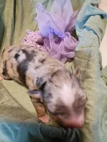 Sapphire , a female Miniature Australian Shepherd for sale in Sugartown, LA – Photo 2 of 3