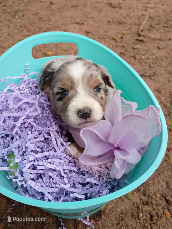 Sapphire  – Miniature Australian Shepherd puppy for sale in Sugartown, LA