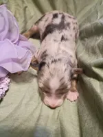 Sapphire , a female Miniature Australian Shepherd for sale in Sugartown, LA – Photo 1 of 3