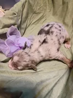 Sapphire , a female Miniature Australian Shepherd for sale in Sugartown, LA – Photo 3 of 3