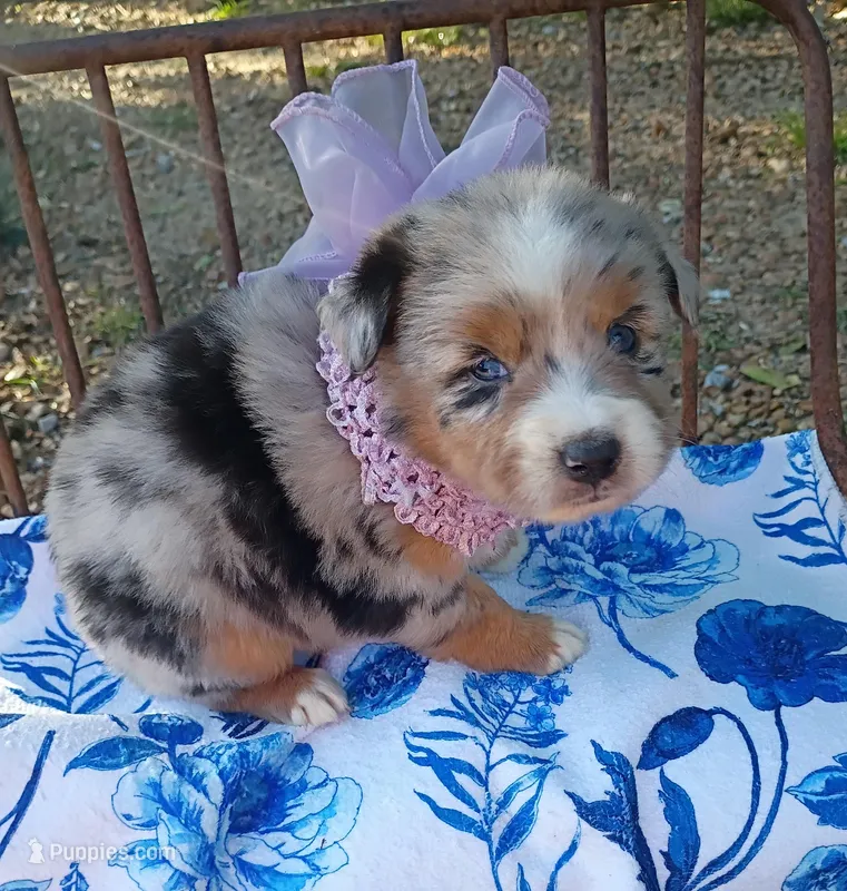 Sapphire  – Miniature Australian Shepherd puppy for sale in Sugartown, LA
