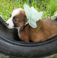 Foxie, a female Australian Shepherd for sale in Sugartown, LA – 2 of 8