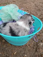 Sage, a female Miniature Australian Shepherd for sale in Sugartown, LA – 6 of 10