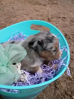 Sage, a female Miniature Australian Shepherd for sale in Sugartown, LA – 10 of 10