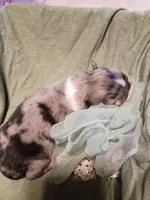 Sage, a female Miniature Australian Shepherd for sale in Sugartown, LA – Photo 2 of 3