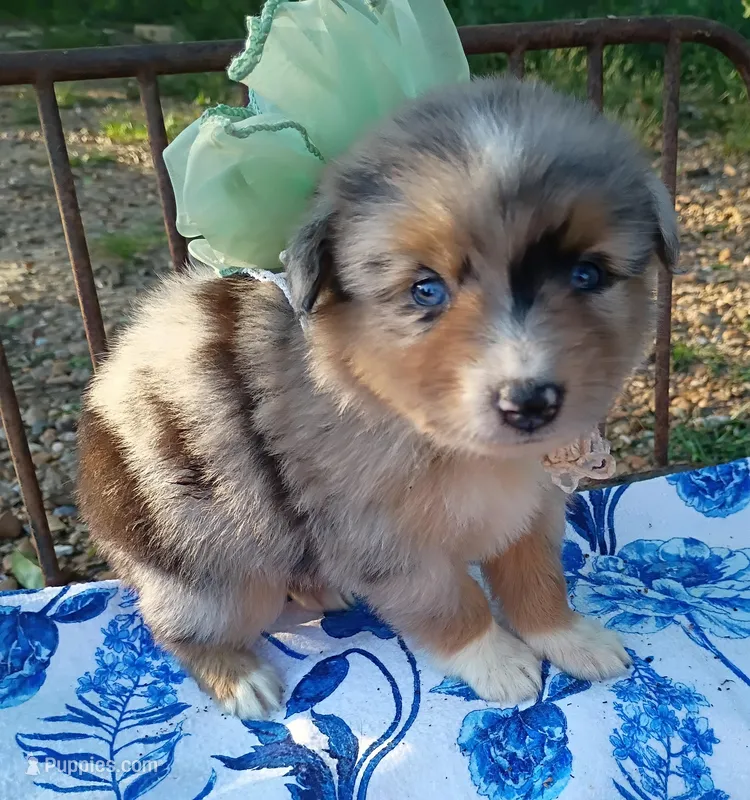 Sage – Miniature Australian Shepherd puppy for sale in Sugartown, LA