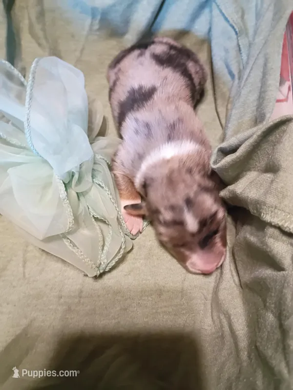 Sage – Miniature Australian Shepherd puppy for sale in Sugartown, LA