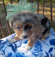 Sage, a female Miniature Australian Shepherd for sale in Sugartown, LA – 4 of 10