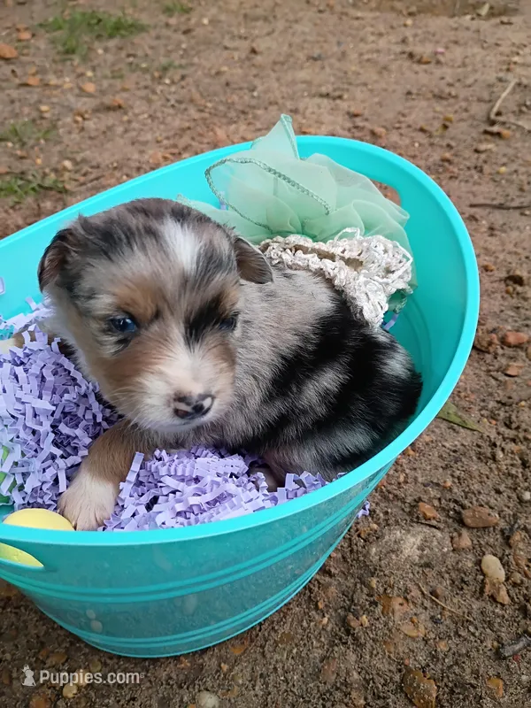 Sage – Miniature Australian Shepherd puppy for sale in Sugartown, LA