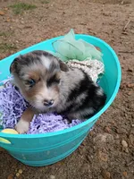 Sage, a female Miniature Australian Shepherd for sale in Sugartown, LA – 5 of 10