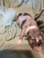 Sage, a female Miniature Australian Shepherd for sale in Sugartown, LA – Photo 3 of 3