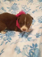 Sally, a female Australian Shepherd for sale in Sugartown, LA – Photo 4 of 6