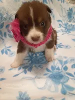Sally, a female Australian Shepherd for sale in Sugartown, LA – Photo 5 of 6